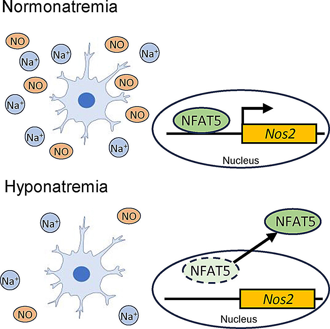 Investigating the effect of low sodium concentrations on microglial cells in the brain