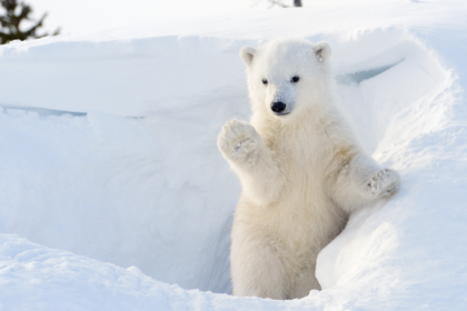 Polar bears only adapted to the Arctic 70,000 years ago