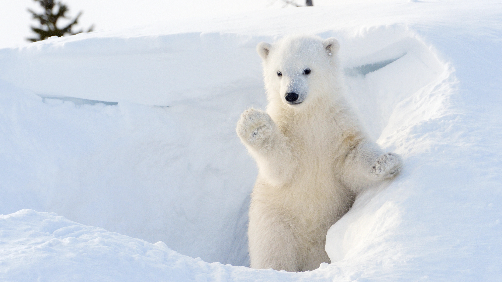 Polar bears only adapted to the Arctic 70,000 years ago