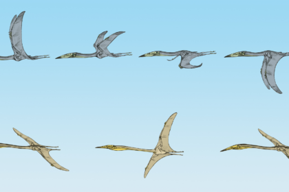 'Remarkable' fossils offer clues to the baffling pterosaur question