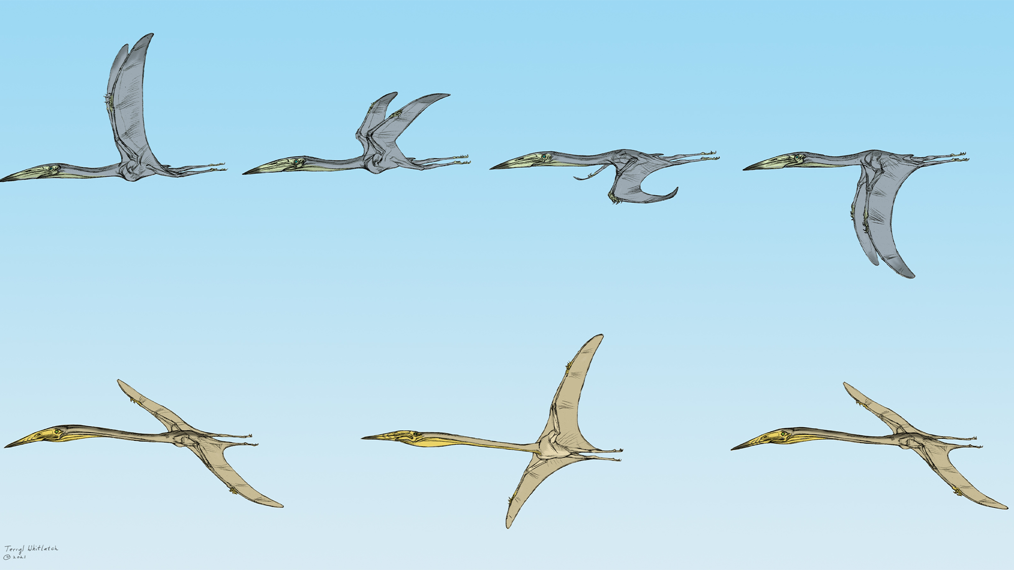 'Remarkable' fossils offer clues to the baffling pterosaur question