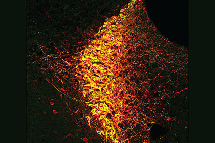 Research shows that the attentional state of the brain is determined by a handful of neurons