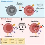 Researchers in the field of autoimmune diseases are discovering that immune cells escape therapy due to an 'exhausted' state