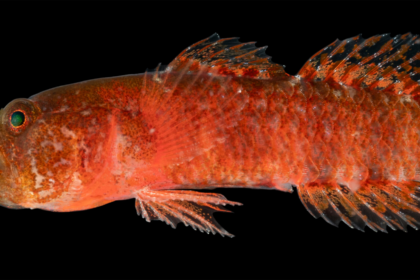 Seriously grumpy fish discovered in the Red Sea