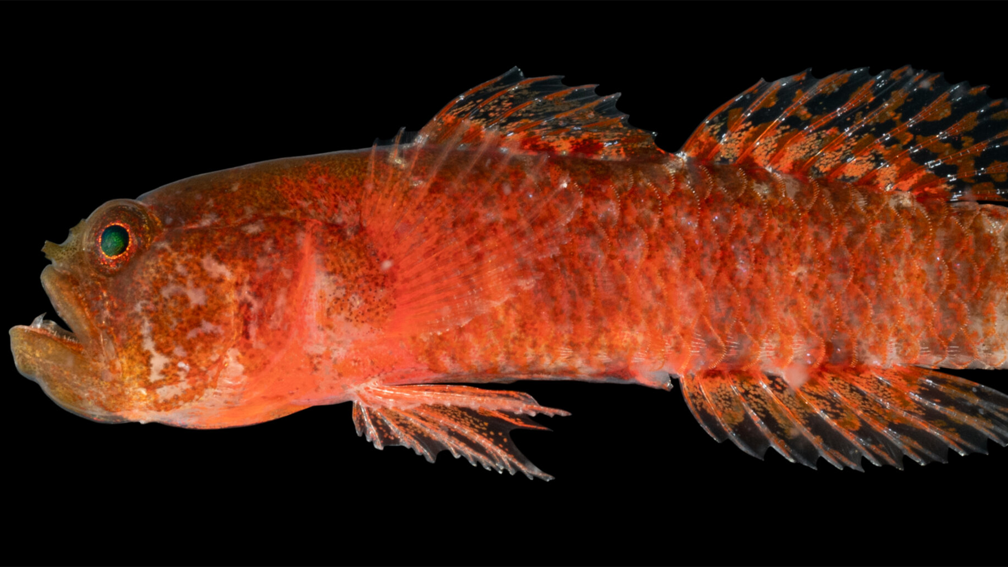 Seriously grumpy fish discovered in the Red Sea