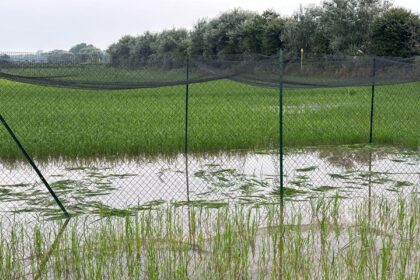 Vandals destroyed Italy's first genetically modified crop, but there is good news